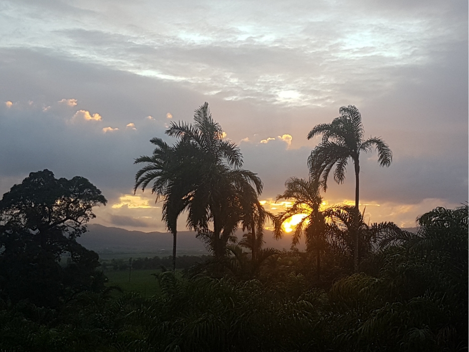 Sunset Trees