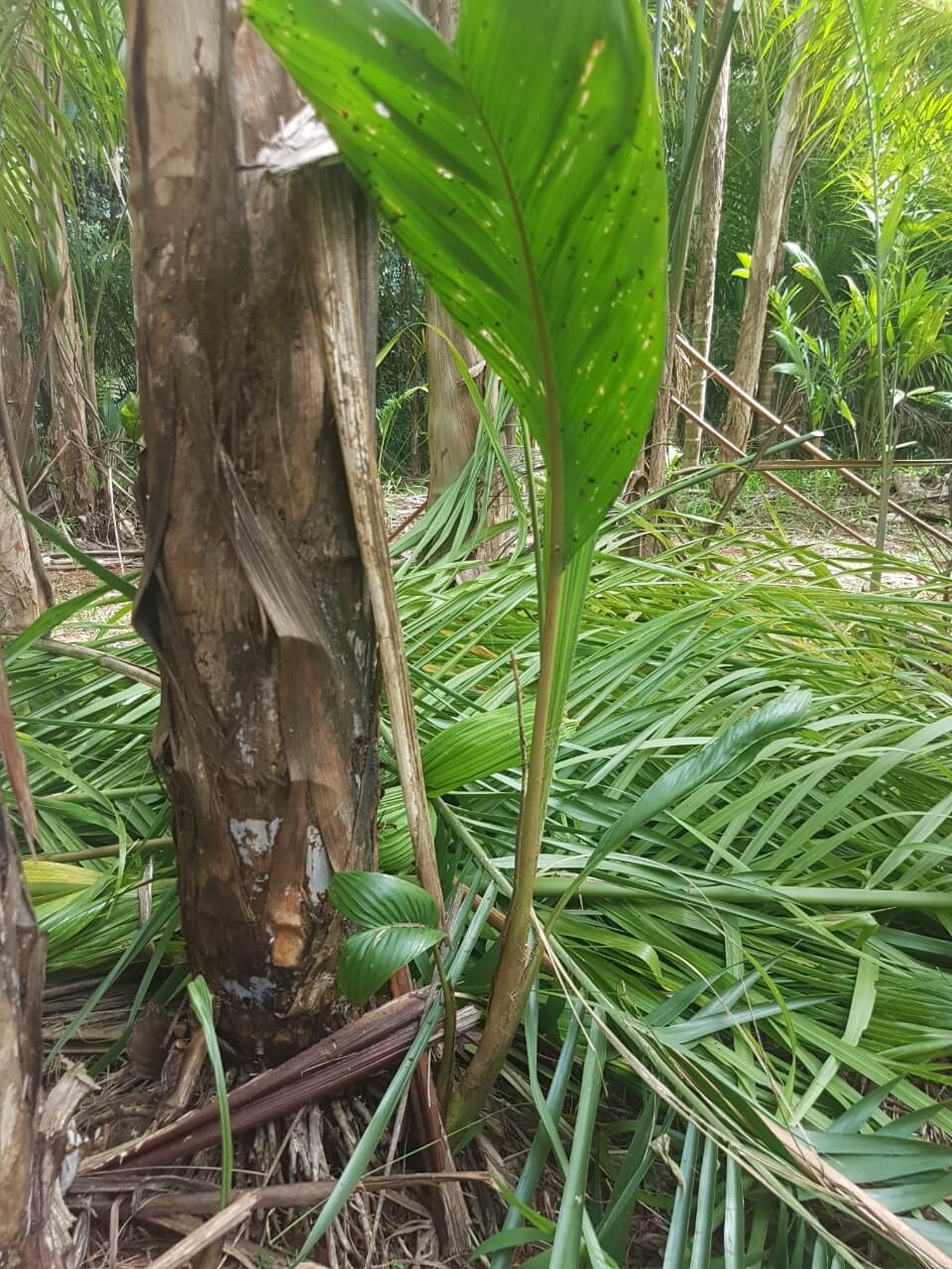New Sucker emerging at the base of a previously harvested palm