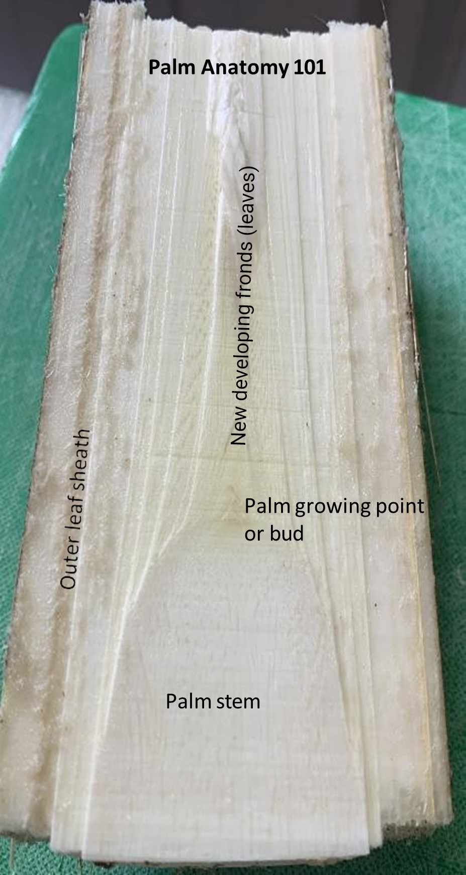 Palm Anatomy