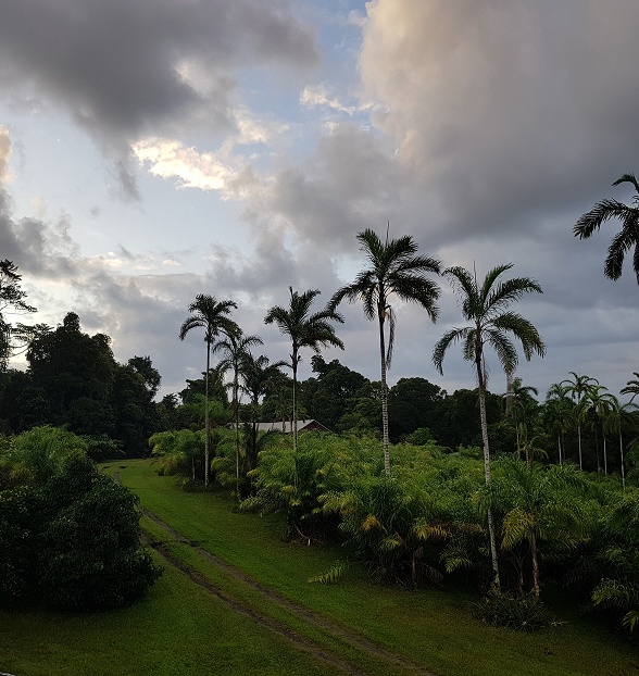 Palm Trees