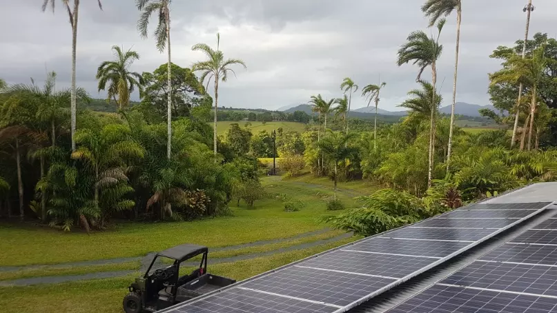 Peach Palms farmed sustainably in far North Queensland